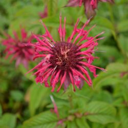 Monarda Mahogany