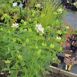 Monarda Snow Queen