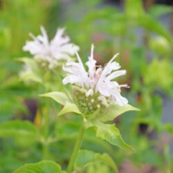 Monarda Snow Queen