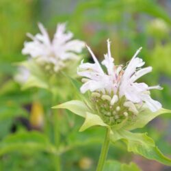 Monarda Snow Queen