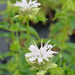 Monarda Snow Queen