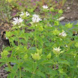 Monarda Snow Queen