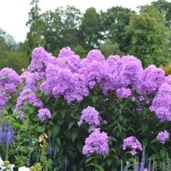 Phlox paniculata Amethyst