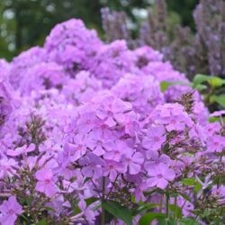 Phlox paniculata Amethyst