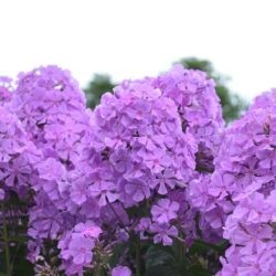 Phlox paniculata Amethyst