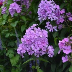 Phlox paniculata Amethyst