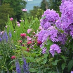 Phlox paniculata Amethyst