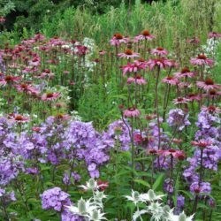 Phlox paniculata Blue Evening