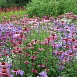 Phlox paniculata Blue Evening