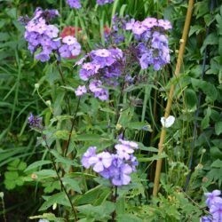 Phlox paniculata Blue Paradise