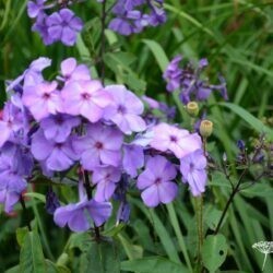 Phlox paniculata Blue Paradise