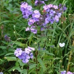 Phlox paniculata Blue Paradise