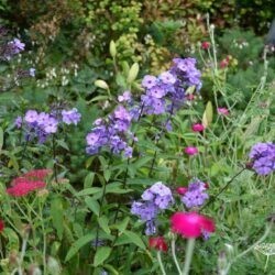 Phlox paniculata Blue Paradise