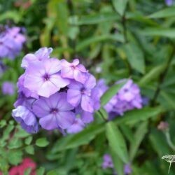 Phlox paniculata Blue Paradise