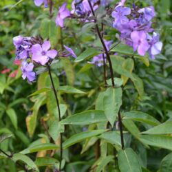 Phlox paniculata Blue Paradise