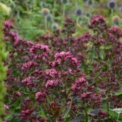 Phlox paniculata Natural Feelings