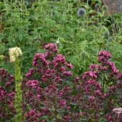 Phlox paniculata Natural Feelings