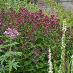 Phlox paniculata Natural Feelings