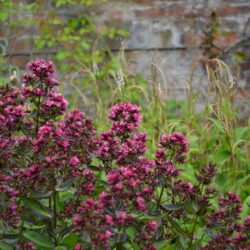 Phlox paniculata Natural Feelings