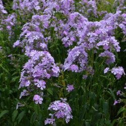 Phlox paniculata