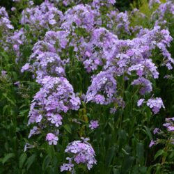 Phlox paniculata