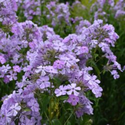 Phlox paniculata