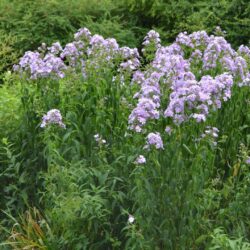 Phlox paniculata