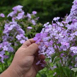 Phlox paniculata