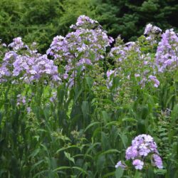 Phlox paniculata