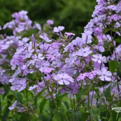 Phlox paniculata