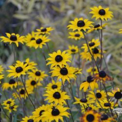 Rudbeckia fulgida var fulgida