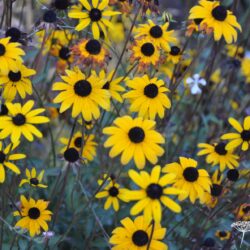 Rudbeckia fulgida var fulgida