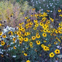 Rudbeckia fulgida var fulgida