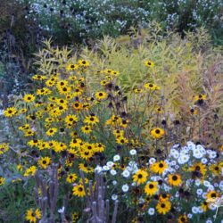 Rudbeckia fulgida var fulgida