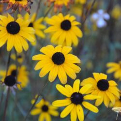 Rudbeckia fulgida var fulgida