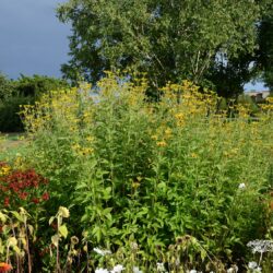 Rudbeckia-subtomentosa-Henry-Eilers