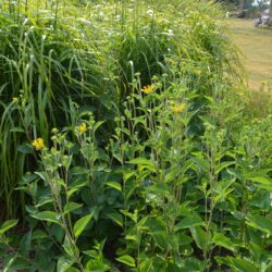 Rudbeckia subtomentosa Henry Eilers