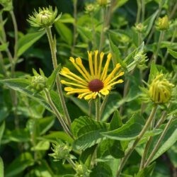 Rudbeckia subtomentosa Henry Eilers