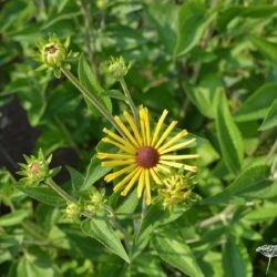 Rudbeckia subtomentosa Henry Eilers