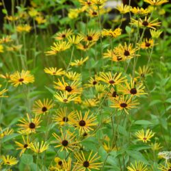 Rudbeckia subtomentosa Henry Eilers