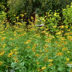 Rudbeckia subtomentosa Henry Eilers