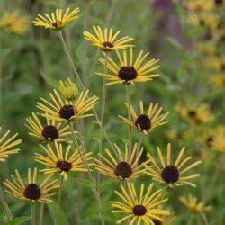 Rudbeckia-subtomentosa-Henry-Eilers