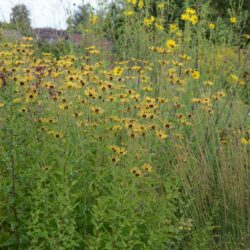 Rudbeckia-subtomentosa-Henry-Eilers