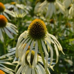 Echinacea purpurea Green Edge