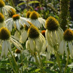 Echinacea purpurea Green Edge