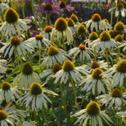 Echinacea purpurea Green Edge