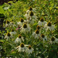 Echinacea purpurea Green Edge