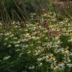 Echinacea purpurea Green Edge