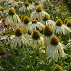 Echinacea purpurea Green Edge