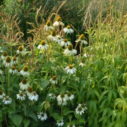 Echinacea purpurea Green Edge